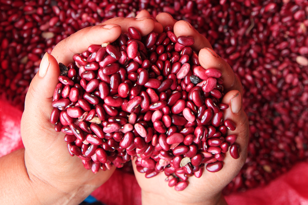 Banasupro abarata los frijoles ante la excelente producción