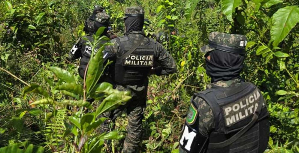 FFAA de Honduras incautan 17 mil arbustos de coca