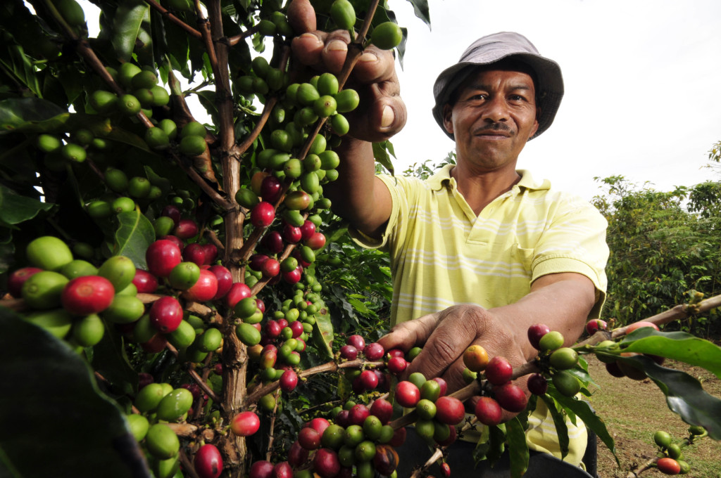 Caficultores de El Paraíso reciben Bono Cafetalero