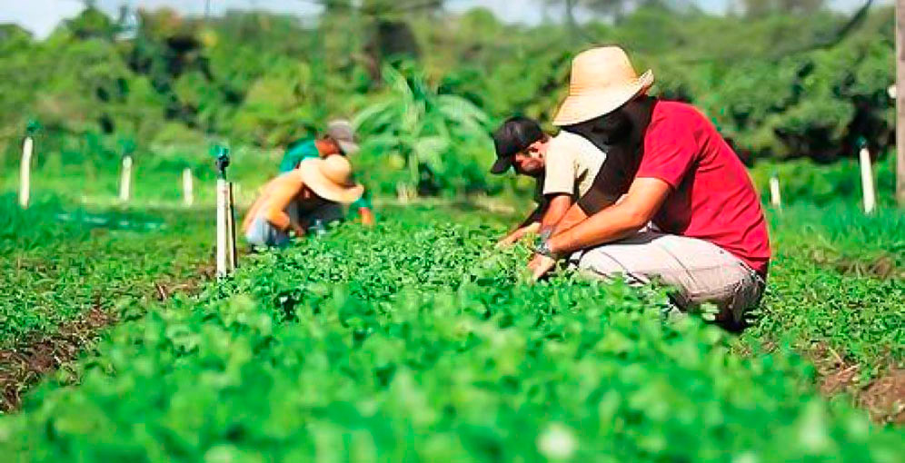 IICA: Fortalecer organizaciones de pequeños productores es clave para transformar el agro en América Latina