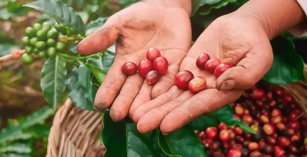 Gobierno invertirá 2,000 millones de lempiras en el sector cafetalero