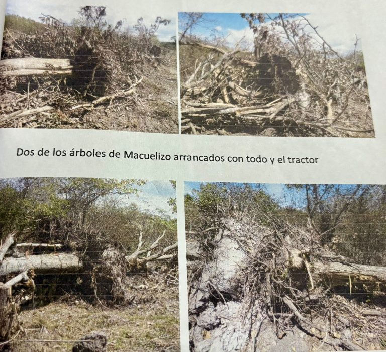 Procesan a Ivonne Hernández por explotación ilegal de recursos naturales en San Antonio de Oriente