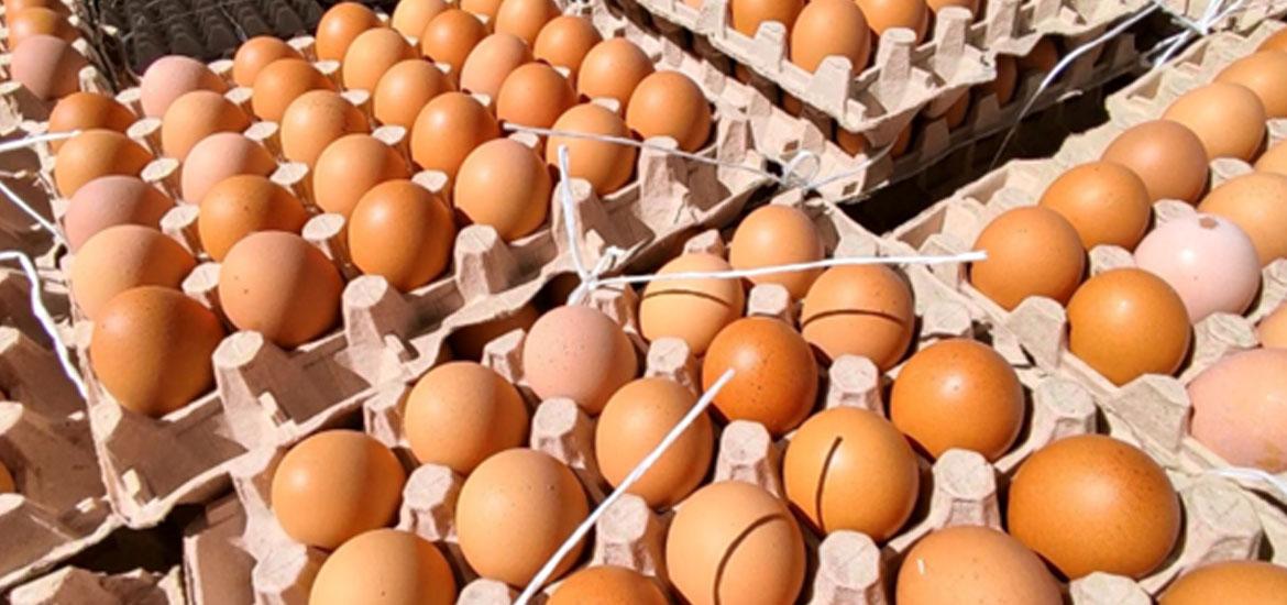 Precio de cartón de huevos se cotiza a 100 lempiras esta semana en Tegucigalpa