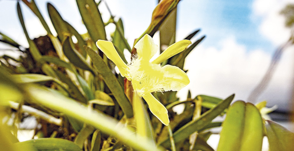 Honduras inaugura orquidiario en Yoro para salvar de la extinción a su flor nacional, la Rhyncholaelia Digbyana
