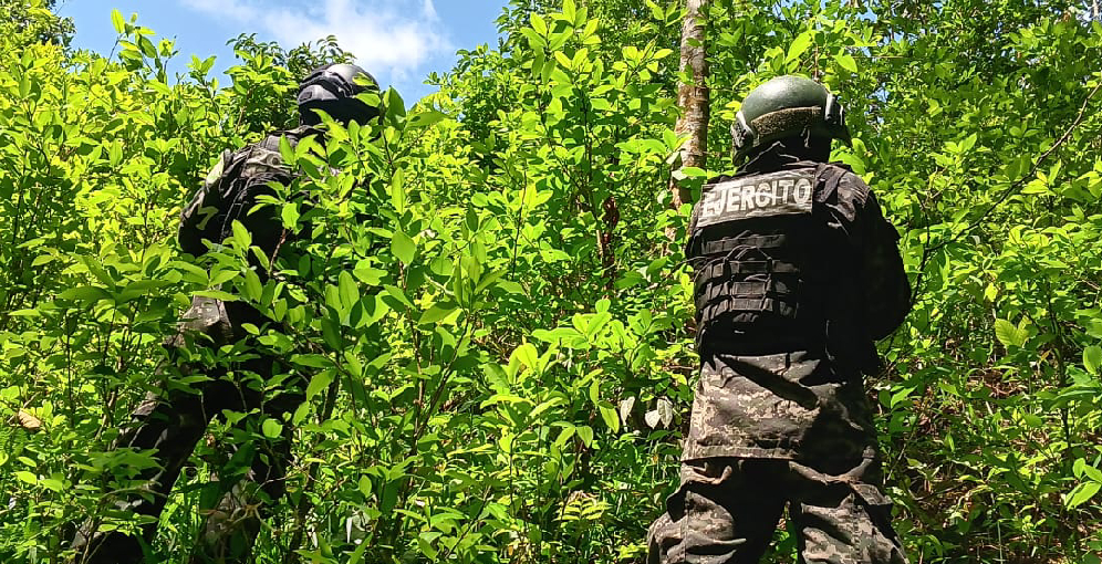 Fuerzas Armadas aseguran plantación de coca con más de 27,000 arbustos en Iriona, Colón