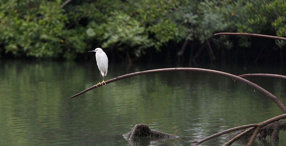 60 % de ecosistemas marinos en Iberoamérica están en riesgo por sobrepesca y destrucción de hábitats